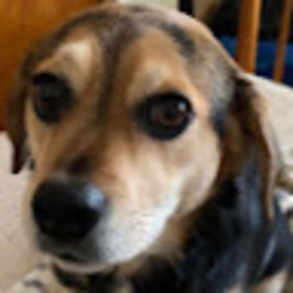 Meet your Posher, Lauren f. - Picture 1 of 1